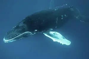 Sea Mammal Prints: Humpback whale (Megaptera novaeangliae)