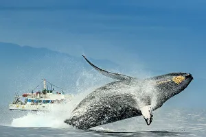 Blue Water Prints: Humpback Whale (Megaptera novaeangliae) breaches in from of whale watching boat