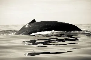 Baleen Whale Prints: Humpback whale (Megaptera novaeangliae) breaching in the ocean