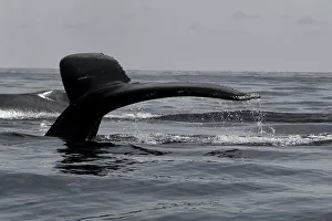 Swimming Animal Prints: Humpback whale (Megaptera novaeangliae) breaching in the ocean