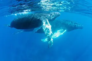 Caribbean Prints: Humpback whale (Megaptera novaeangliae) with calf in the ocean