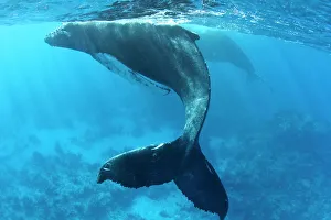 British Overseas Territory Prints: Humpback whale (Megaptera novaeangliae) with its calf underwater