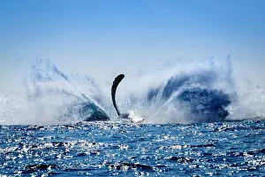 Marine Prints: Humpback Whale (Megaptera novaeangliae) makes big splash after breaching