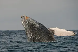 Cetacean Prints: Humpback Whale (Megaptera novaeangliae) Sardine run, Eastern Cape, South Africa