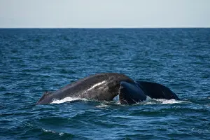 Agua Prints: Humpback Whale (Megaptera novaeangliae) Sardine run, Eastern Cape, South Africa