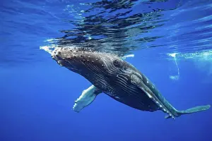 Hawaiian Prints: Humpback whale (Megaptera novaeangliae) at the surface of the water; Hawaii