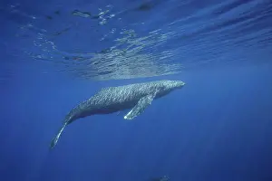Kauai Prints: A humpback whale (Megaptera novaeangliae) surfaces off the island of Maui; Maui