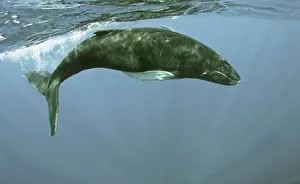 British Overseas Territory Prints: Humpback whale (Megaptera novaeangliae) underwater