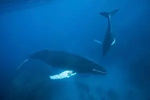 Young Animals Prints: Humpback whale, mother and calf
