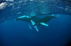 Extinction Prints: Humpback whale, mother and calf