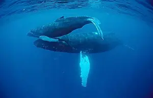 Extinction Prints: Humpback whale, mother and calf