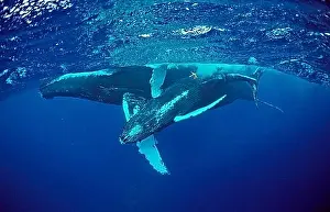 Extinction Prints: Humpback whale, mother and calf