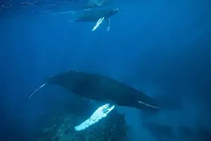 Young Animals Prints: Humpback whale, mother and calf