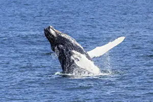 Breaching Prints: Humpback whale spy-hopping, or peeking above the water to look around