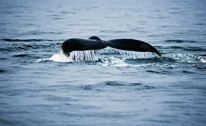 Marine Prints: Humpback Whale Tail Fin