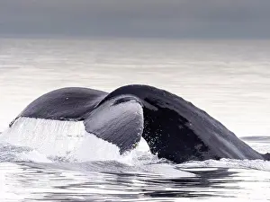 Alaskan Prints: Humpback whale tail, in Warm Springs