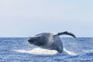 Breaching Prints: Humpback Whales (Megaptera novaeangliae), near Kona, Big Island, Hawaii