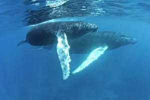 Female Animal Prints: Humpback whales of the Silver Bank The humpback whale (Megaptera novaeangliae) is a species of baleen whale
