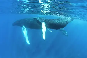 Female Animal Prints: Humpback whales of the Silver Bank The humpback whale (Megaptera novaeangliae) is a species of baleen whale