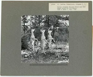 Hunting - Pennsylvania. Photographs Relating to National Forests