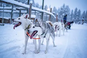 Finland Prints: Huskies excited to be on a husky dog sledding adventure in the cold snow covered winter landscape