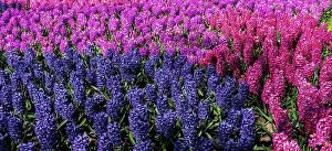 Feld Prints: hyacinth flowers close-up in the garden hyacinth flowers close-up in the garden Copyright: xZoonar
