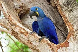 Brazil Prints: Hyacinth macaw (Anodorhynchus hyacinthinus) at nest hole in forest bordering of the Cuiaba River