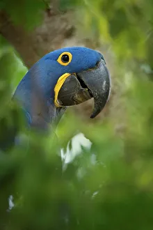 Cuiaba River Prints: Hyacinth macaw (Anodorhynchus hyacinthinus) outside nest hole in forest bordering of the Cuiaba River