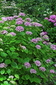 Vegetation Cycles Prints: Hydrangea Ayesha in bloom in a garden