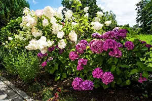 Bushes Prints: Hydrangea flowers, in a garden in Bavaria, Germany
