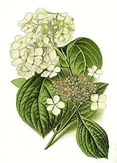 Art Print Prints: Hydrangea hortensia, Hydranega