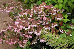 Morphology Botany Prints: Hydrangea Shojo in bloom in a garden