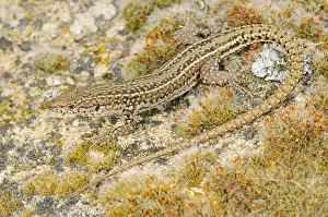 Lizards Prints: Iberian Wall Lizard (Podarcis hispanicus) adult male, resting on rock, Spain, june