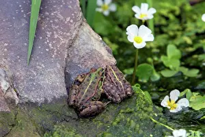 Frog Prints: Iberian Water Frog - Extremadura, Spain