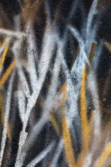 Ice-locked reed in the floodplains of river Turiec in Slovakia