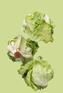 Taking Off Prints: Iceberg lettuce flies on a green background
