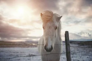 Evening Light Prints: Iceland, Icelandic horse at sunset