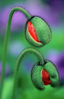 Red Coloured Prints: Iceland Poppy, buds / (Papaver nudicaule) / Arctic Poppy