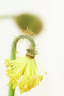 In Flower Prints: Iceland poppy (Papaver nudicaule)