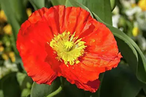 Blossoms Prints: Iceland poppy (Papaver nudicaule)