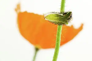 Background Graphic Prints: Iceland poppy (Papaver nudicaule)