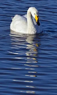 Swimming Prints: Iceland, Whooper Swan (Cygnus cygnus) on water