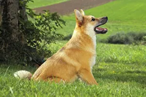Thoroughbred Prints: Icelandic dog ( Islandsk Farehond ) - sitting on meadow
