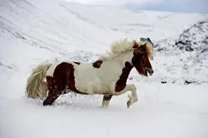 Freedom Prints: Icelandic Horse Blafjoll Mountain Iceland