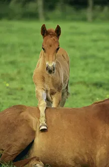 Foal Prints: Icelandic horse foal