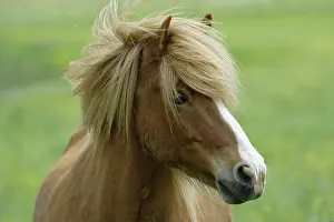 Frontal Prints: icelandic horse - portrait