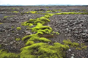 Lava Prints: Icelandic Moss on LAva Fields in the Highlands