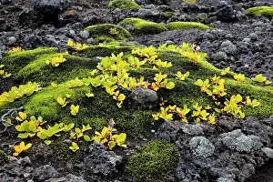 Lava Prints: Icelandic Moss on LAva Fields in the Highlands