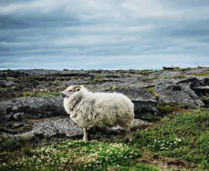 Farm Prints: Icelandic sheep in myvatn, Mývatn Iceland, Scandinavia, Europe