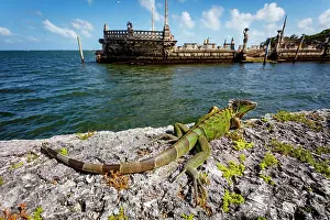 Miami Prints: Iguana, Vizcaya, Museum and Gardens, Miami, Florida, FL, USA